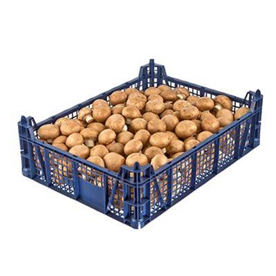 MAP Bags for Polish Mushroom